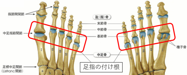 足指、付け根の痛み | 近江八幡の整体【外反母趾・足の痛み専門】よしむら接骨院・整体院